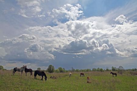 夏天，领域，马，吃草，天空，云
