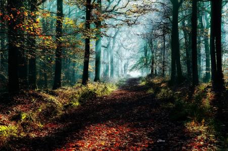 秋天，道路，森林