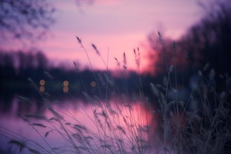 草，眩光，晚上，河，自然