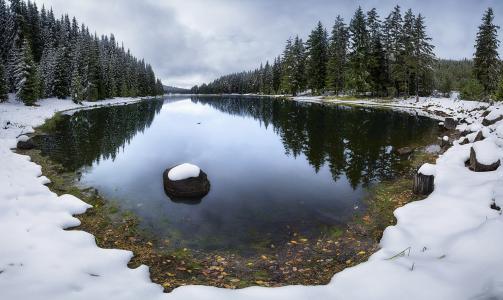 秋，十一月，第一场雪，一池，松，云杉