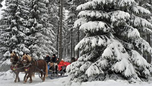 森林，冬天，散步，休息，马匹，雪橇