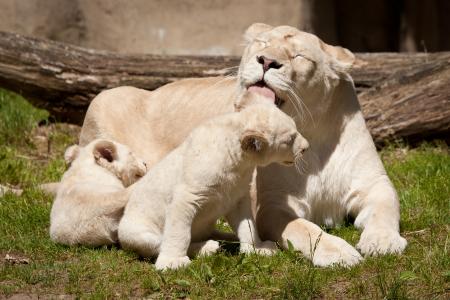 白狮子，狮子，狮子，母狮