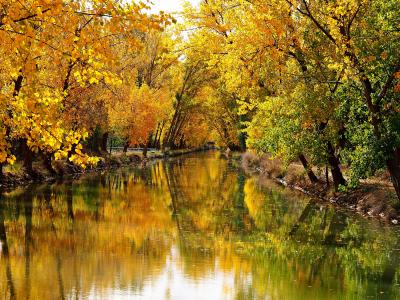 秋天，运河，树木，景观