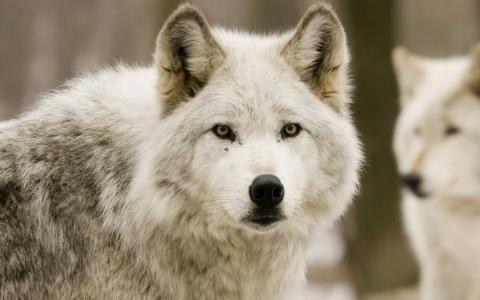 白狼，羊毛，冬天