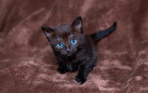 黑色，看，蓝眼睛，小猫