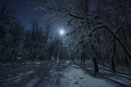 自然，雪，森林，冬天，树木，滑雪，分支，月亮，天空，星星，夜