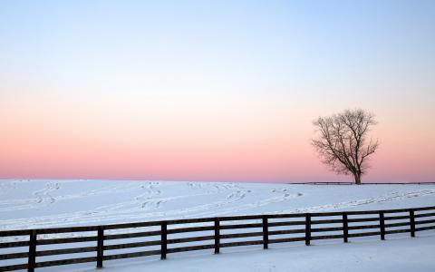 冬天，领域，篱芭，风景