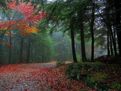 秋天，森林，道路，树木，性质