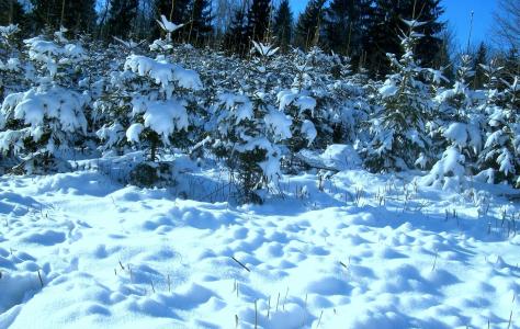 冬天，树木，枞树，性质