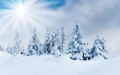 太阳，天空，树木，雪