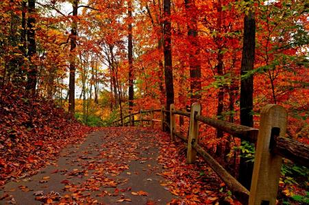 性质，树，多彩，道路，秋季，路径，森林，叶子，公园