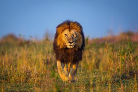 狮子，非洲，肯尼亚，草地