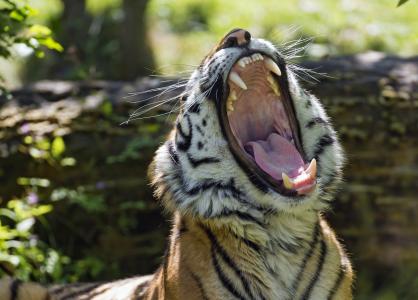 老虎，野猫，捕食者，枪口，打呵欠，嘴巴，f牙，舌头