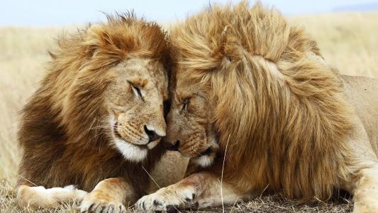 狮子，两只狮子，朋友