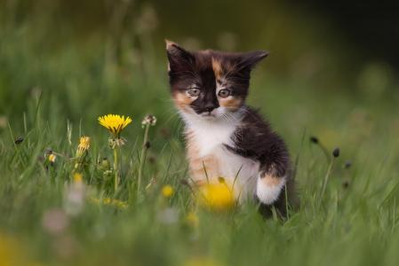 小猫，蒲公英，鲜花