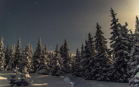 圣诞树，雪，除夕夜，Iremel国家公园