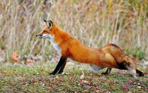 腿，伸展，狐狸，林间空地，秋天