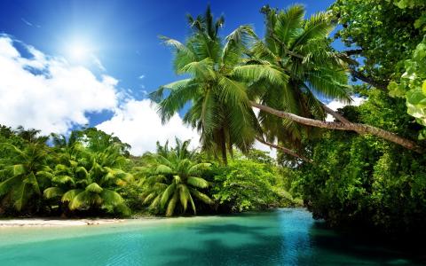 热带，岛屿，棕榈树