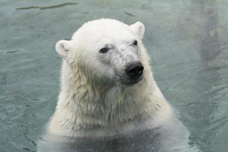 北极熊，北极熊，熊，捕食者，枪口，洗澡，动物园