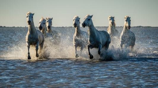 马，马，水，喷雾