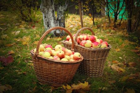 花园，苹果，秋天，篮子