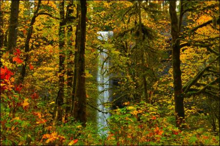 树木，森林，叶子，瀑布，秋天