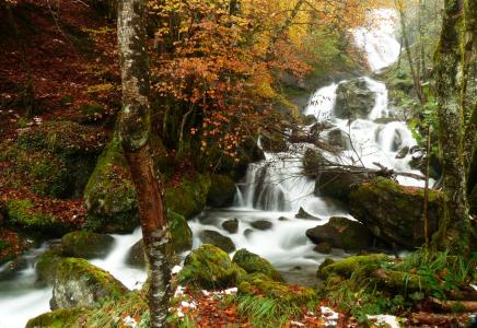 森林，树木，秋季，瀑布，石头，青苔，性质