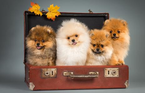 狗，斯皮茨，斯皮兹，手提箱，四方
