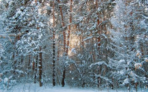 太阳，森林，雪