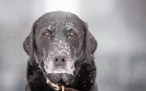 雪，狗，看