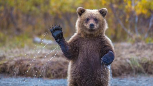 你好，熊，灰熊，阿拉斯加