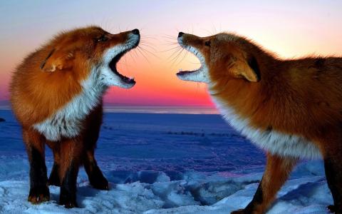 红色，雪，冬天，狐狸，夫妇