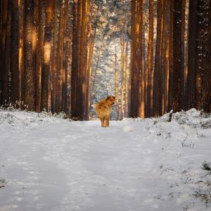 冬天，森林，松，足迹，雪，狗