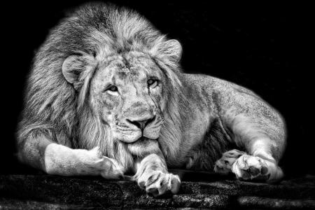 国王，狮子，背景