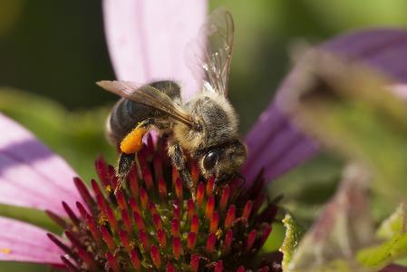 蜜蜂，花卉，弗拉德弗罗洛夫摄影师