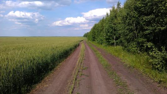 路，利佩茨克地区，田地，种植，桦木