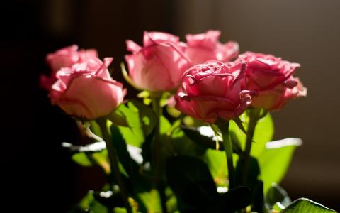 玫瑰，粉红色，花束，光，叶子壁纸，照片，图片