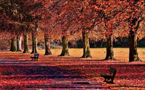 公园，树木，叶子，胡同，长凳，性质，秋季