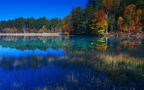 森林，湖泊，日本，秋天