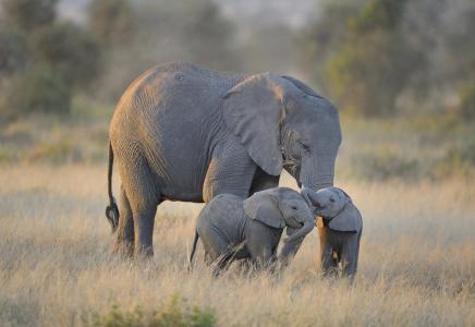 非洲，双胞胎小象，大象，安博塞利国家公园