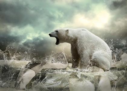 白熊，野兽，熊，浮冰，冰