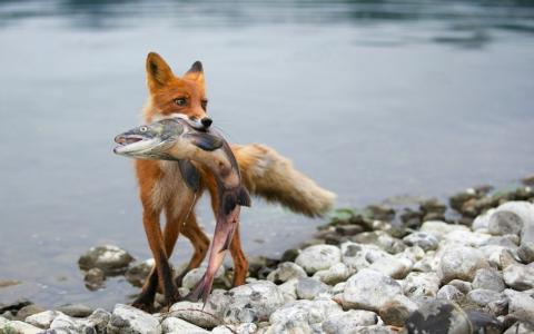 被捉住的狐狸，鱼，河，石头