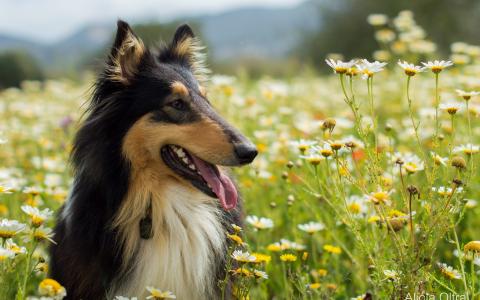 狗，动物，草，花，雏菊，性质