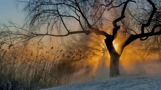雾，早晨，树，太阳