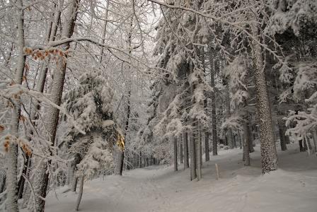 冬季，森林，树木，道路，性质