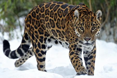 捷豹，捕食者，雪，看，猫