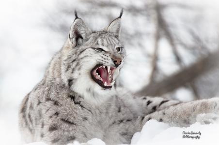 l，，野猫，捕食者，笑容，嘴巴，f牙，雪，冬天