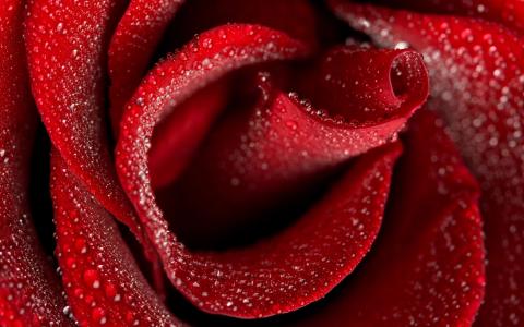 玫瑰，红色，滴