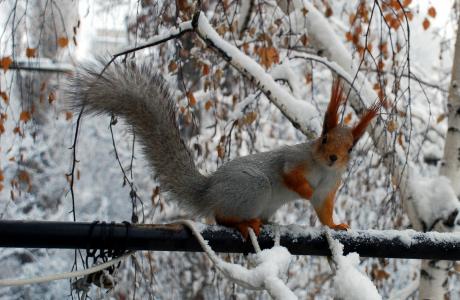 树枝，松鼠，冬天