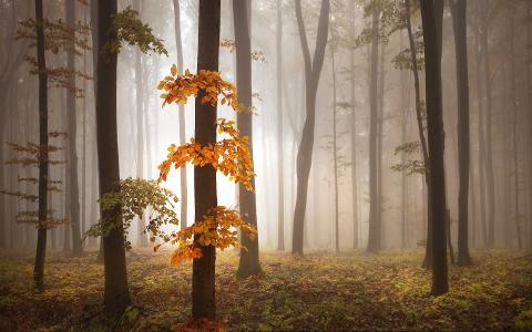 森林，秋天，树木，雾